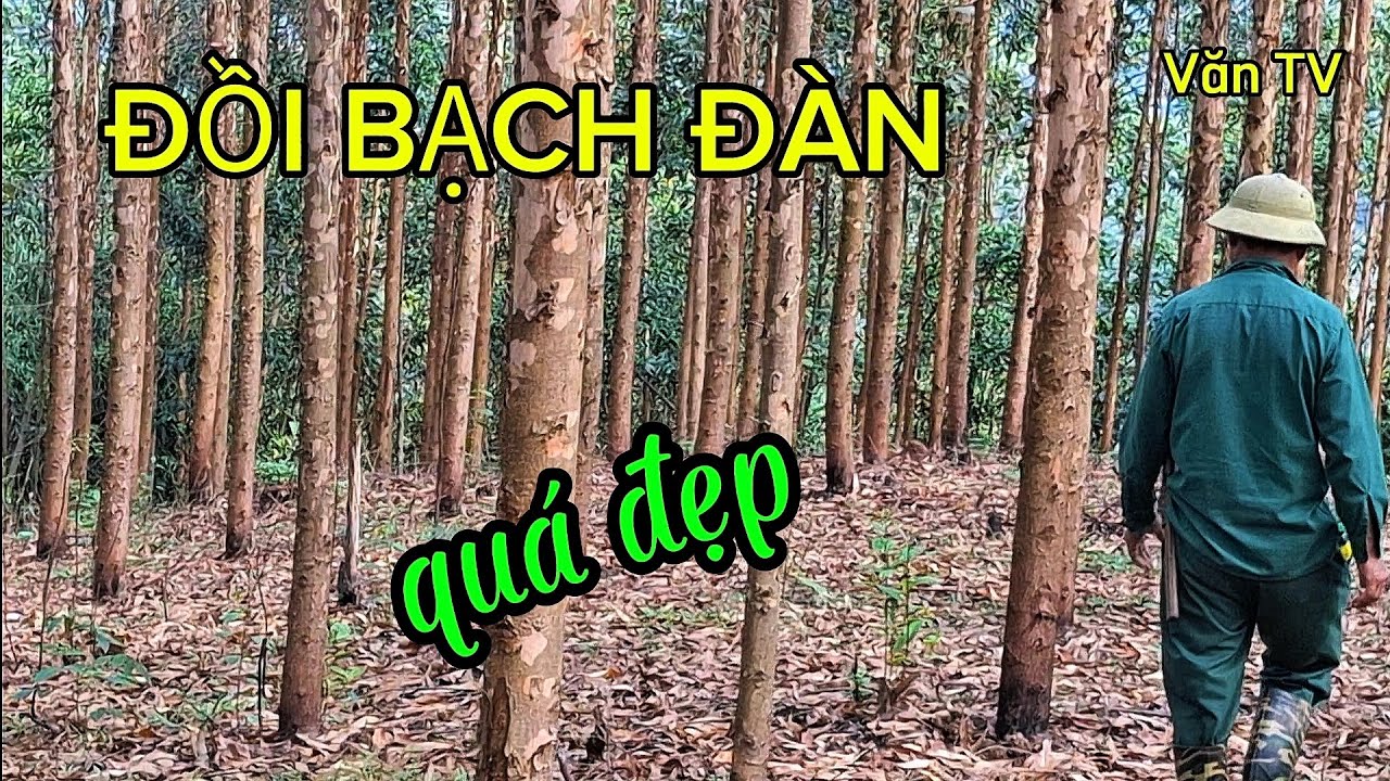 Một đồi cây Bạch Đàn quá đẹp - Văn TV