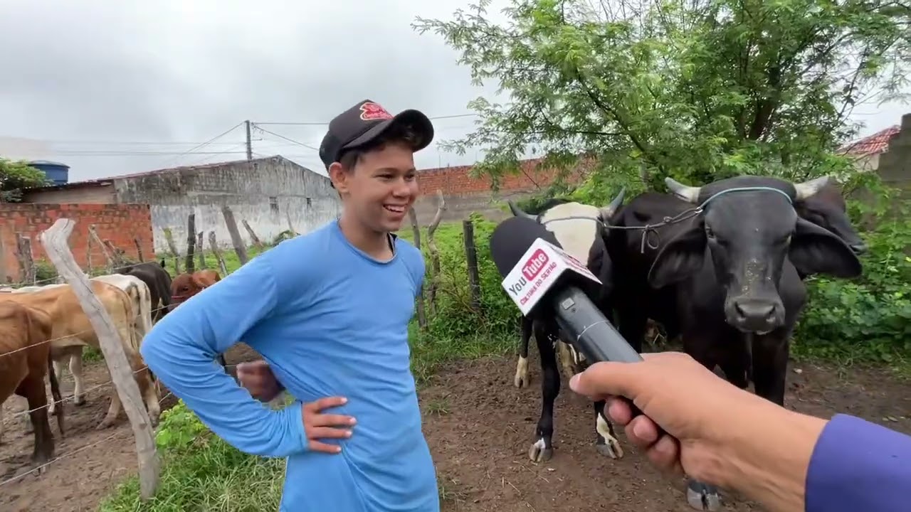 Gado Barato em São José da Tapera - AL  09 - 08 - 2025 #nordeste