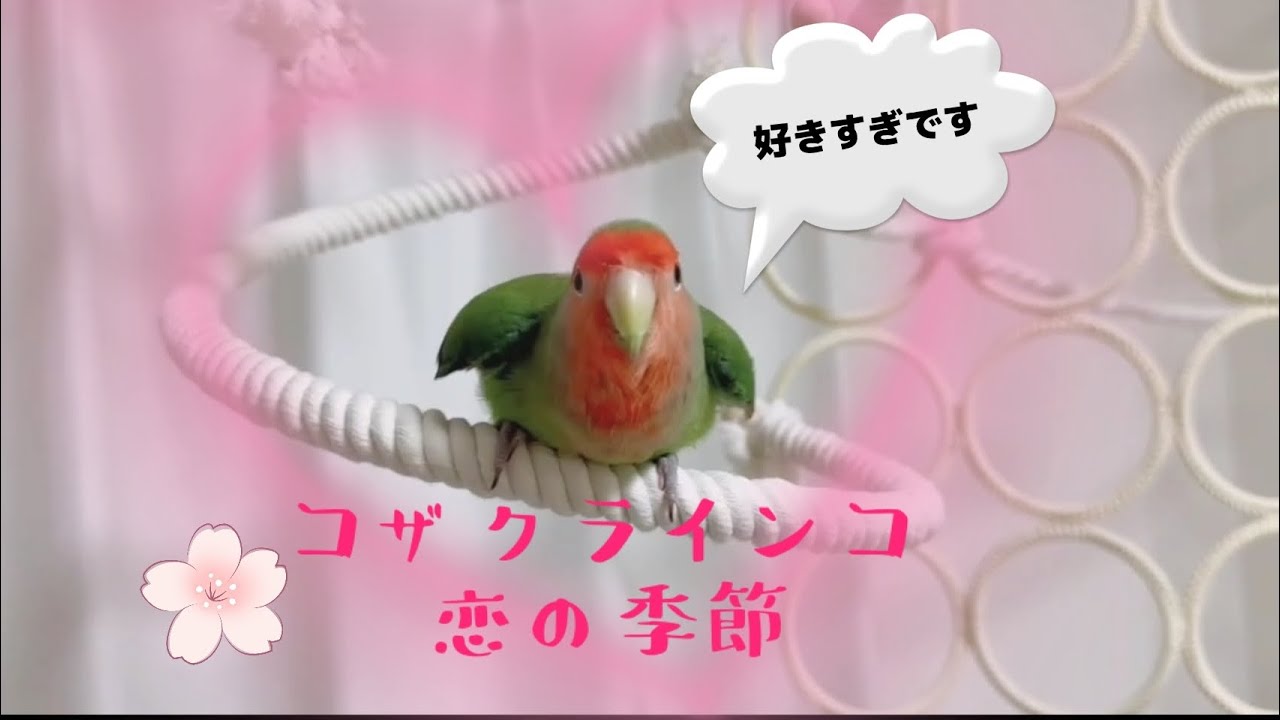 【コザクラインコ】インコの発情対策について