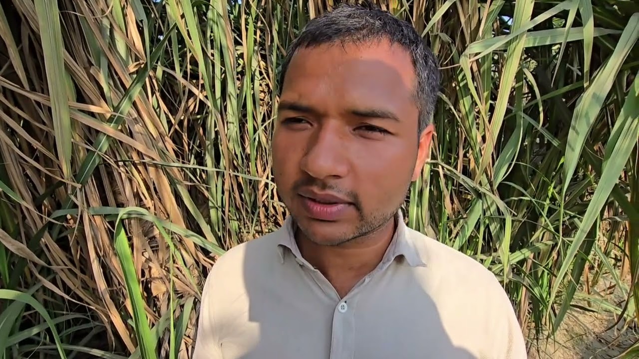 आज भी 0238 गन्ना वैरायटी से ले रहे हैं जबरदस्त उत्पादन कैसे वीडियो पूरा देखें
