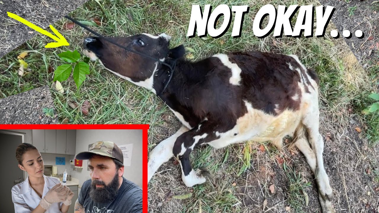 BULL POISONING!
