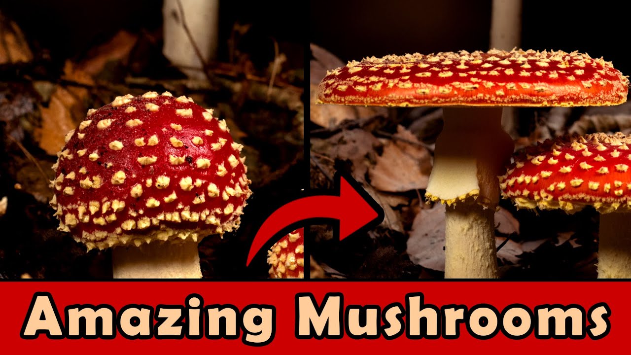 Amazing Mushroom Time Lapse Compilation 4K