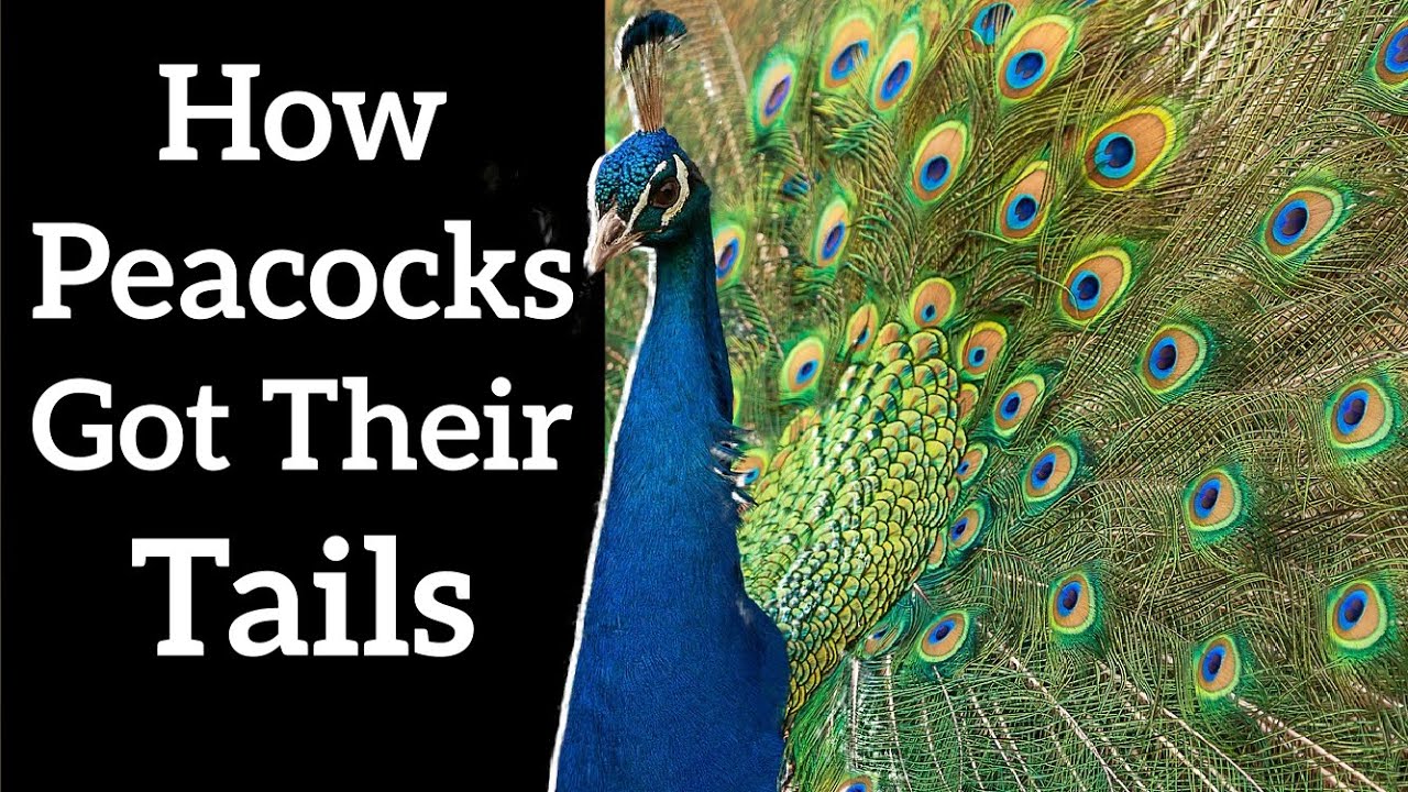 How Peacocks Got Their Tails - Fisher's Runaway Selection