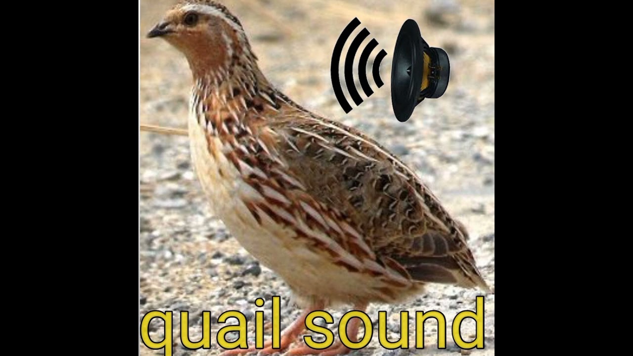 Quail Sound // batair ki awaz // quail sound 0000015