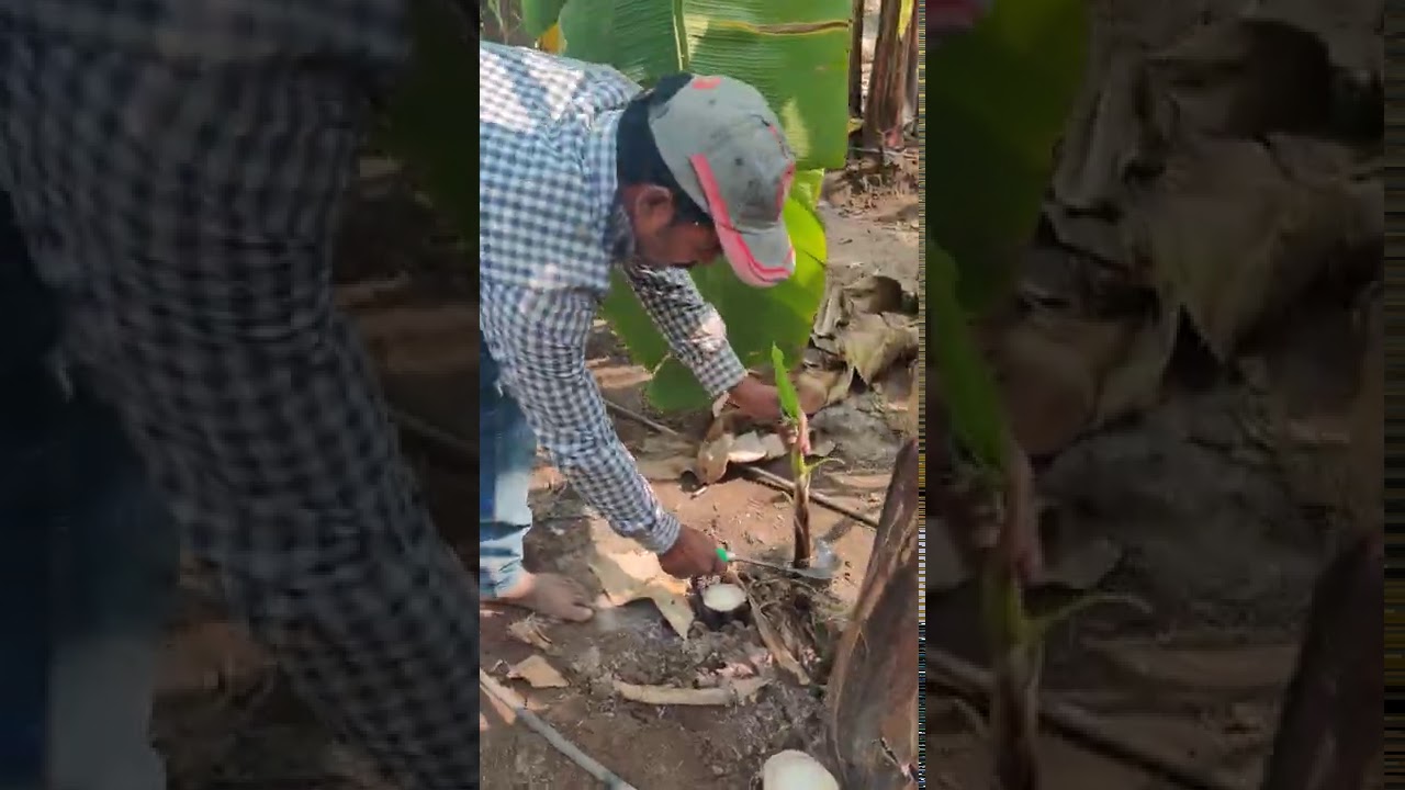 🌞केळी पिल्ल काढण्याचे तंत्रज्ञान🍌🍌🍌