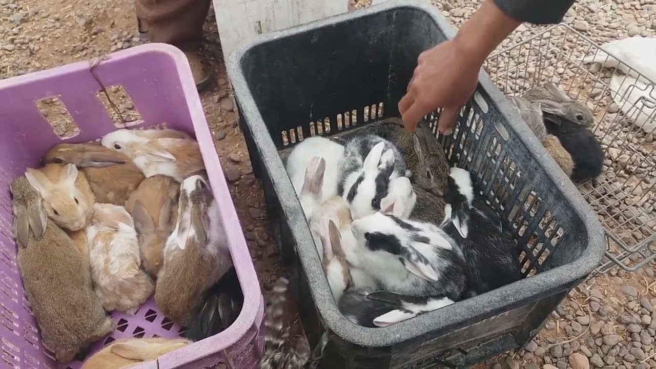 اتمن الدجاج البلدي والفيومي بسوق الأربعاء السويهلة🦃🐇🐓