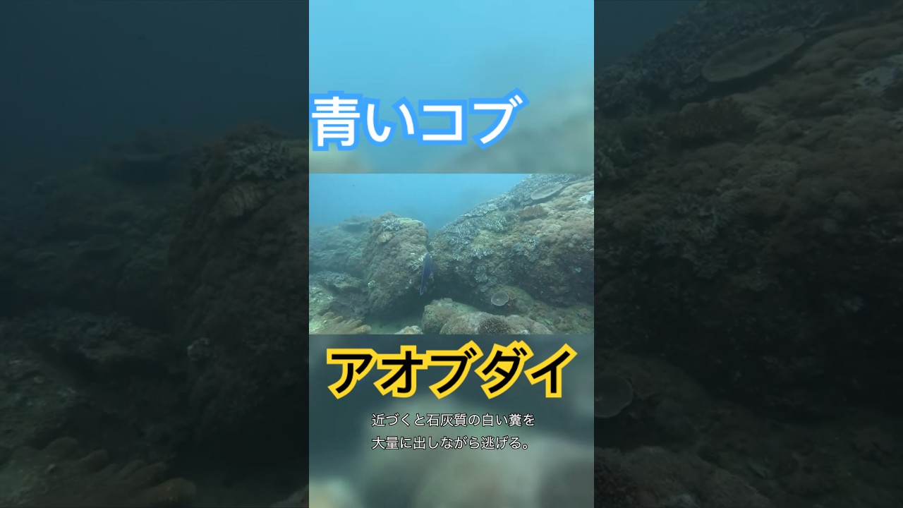 【海の生き物㊵】タイなのに青くてコブがある！？【アオブダイ】 #水族館 #アクアリウム＃バイク