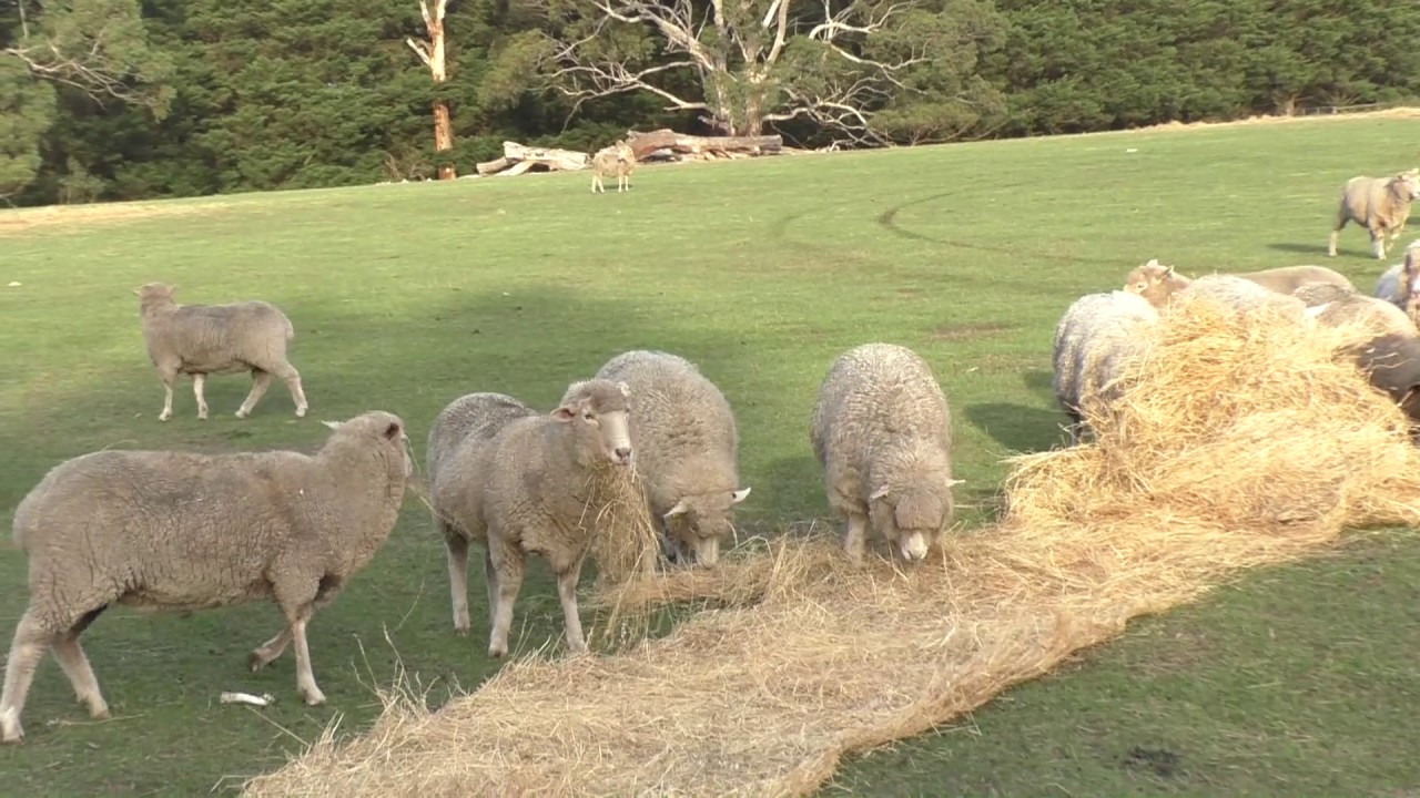The Agroforestry in Australia