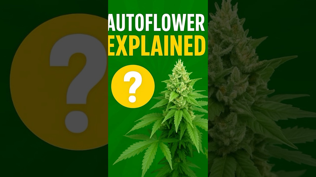 Autoflowers Changed Cannabis Forever. An Educational Video