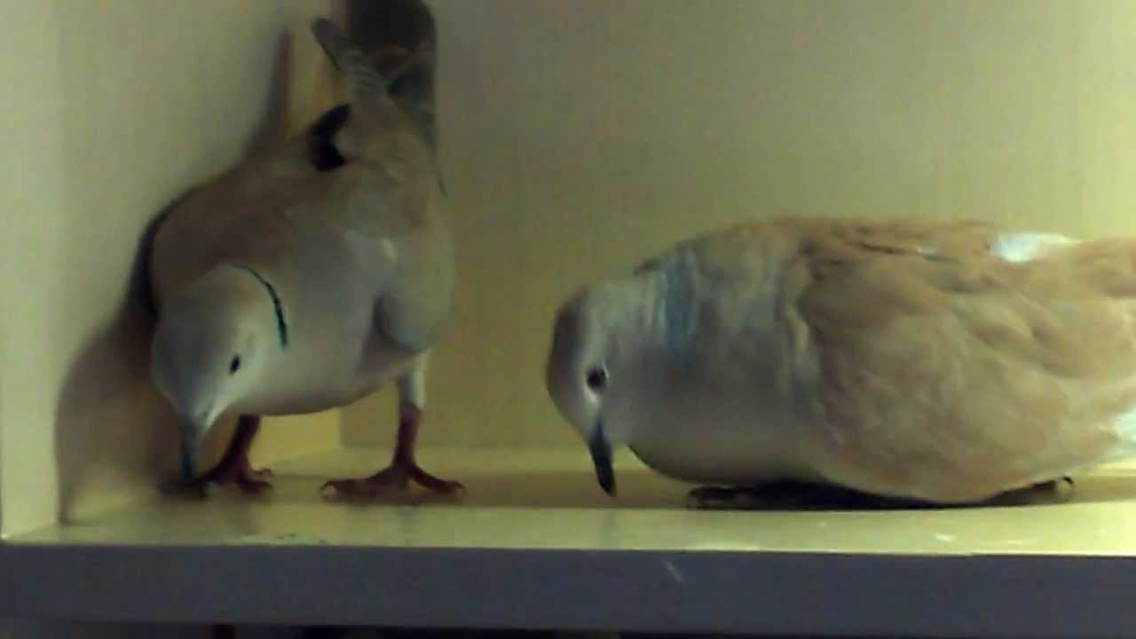Doves