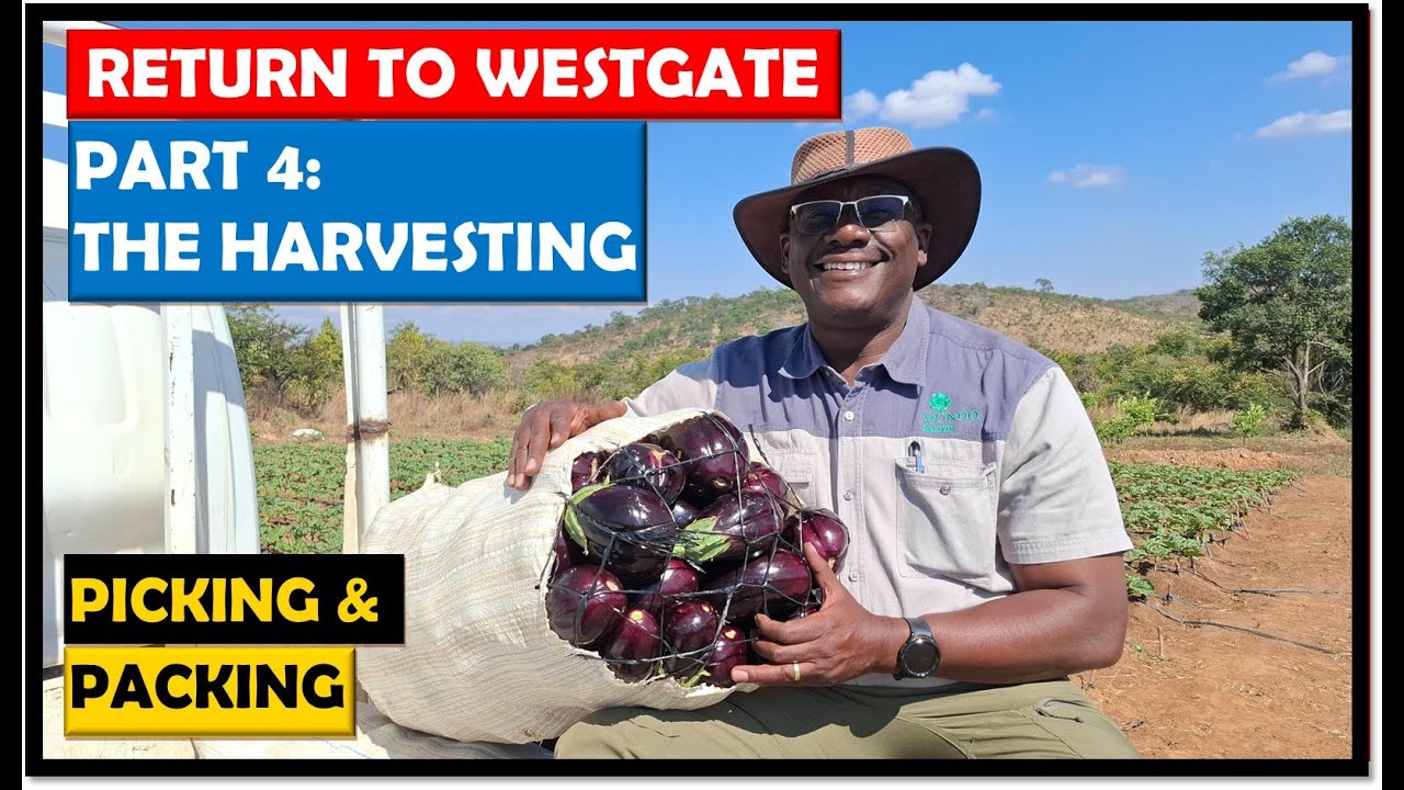 Farming in Zambia: Harvesting our First crop of Eggplant at Westgate 1