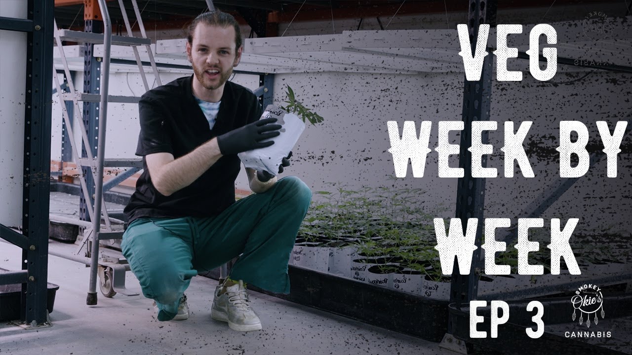 Vegging in Half-Gallon Pot | Ep. 3 of Week by Week in the Veg Room