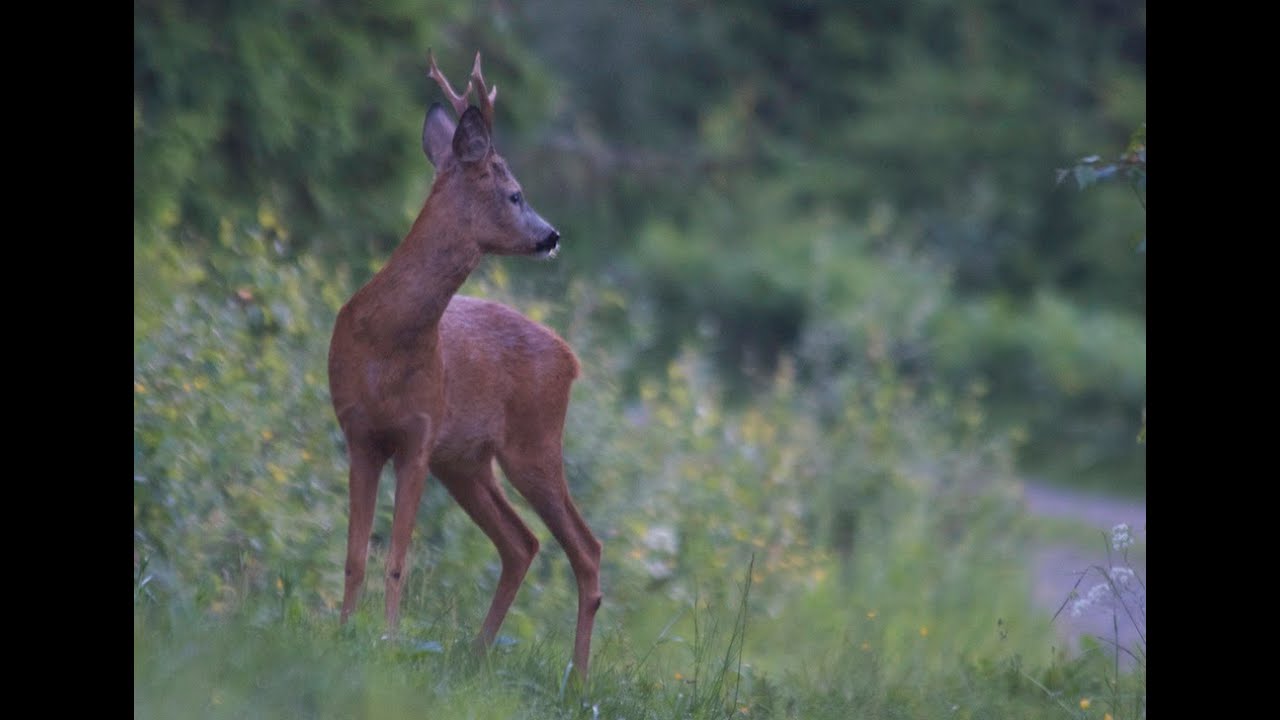 Barking Deer
