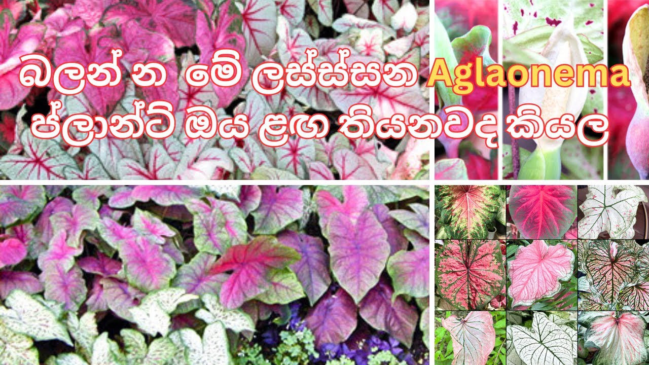 Stunning Caladium Varieties| Beautiful Caladium for Home & Garden | ලස්සනම  Caladium ටිකක් බලමුද