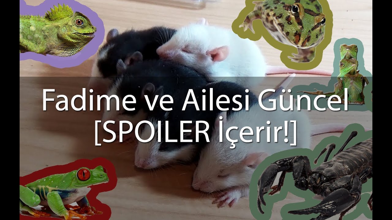 SÜRPRİZ/SPOILER İÇERİR!! Fadime ve yavruları son durum.