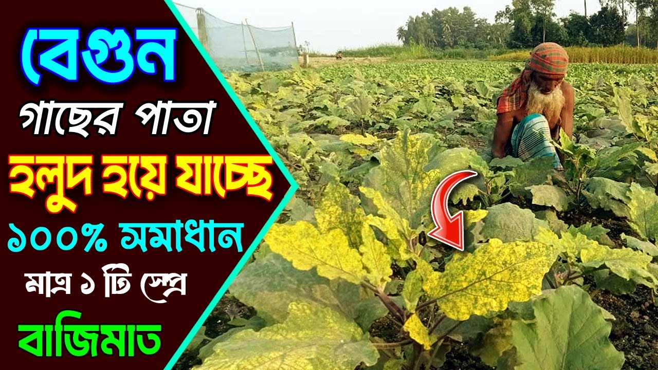 বেগুন গাছের পাতা হলুদ সমস্যা সমাধানে নতুন আবিষ্কার!