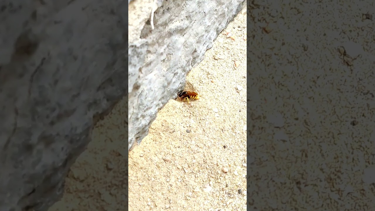 The Digging Wasp: Unraveling the Secrets of its Burrowing Skills