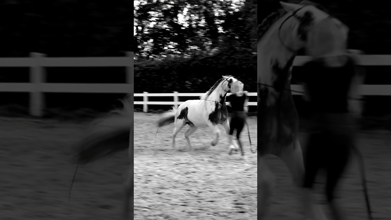 Realit&auml;t. Wenn das Kinderpony doch anders nach dem Kauf ist. #pferde #shortsfeed #horse #equestrian