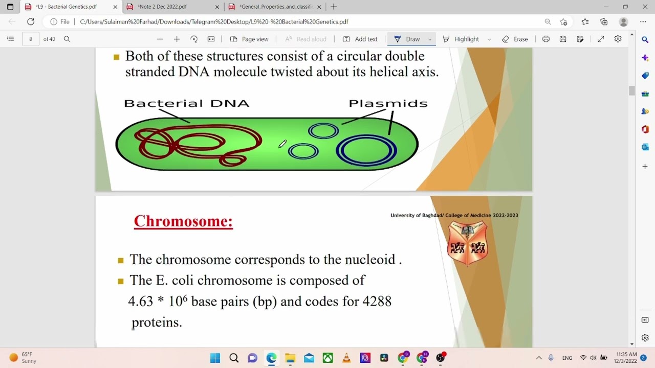 Lecture 9  - Bacterial genetics