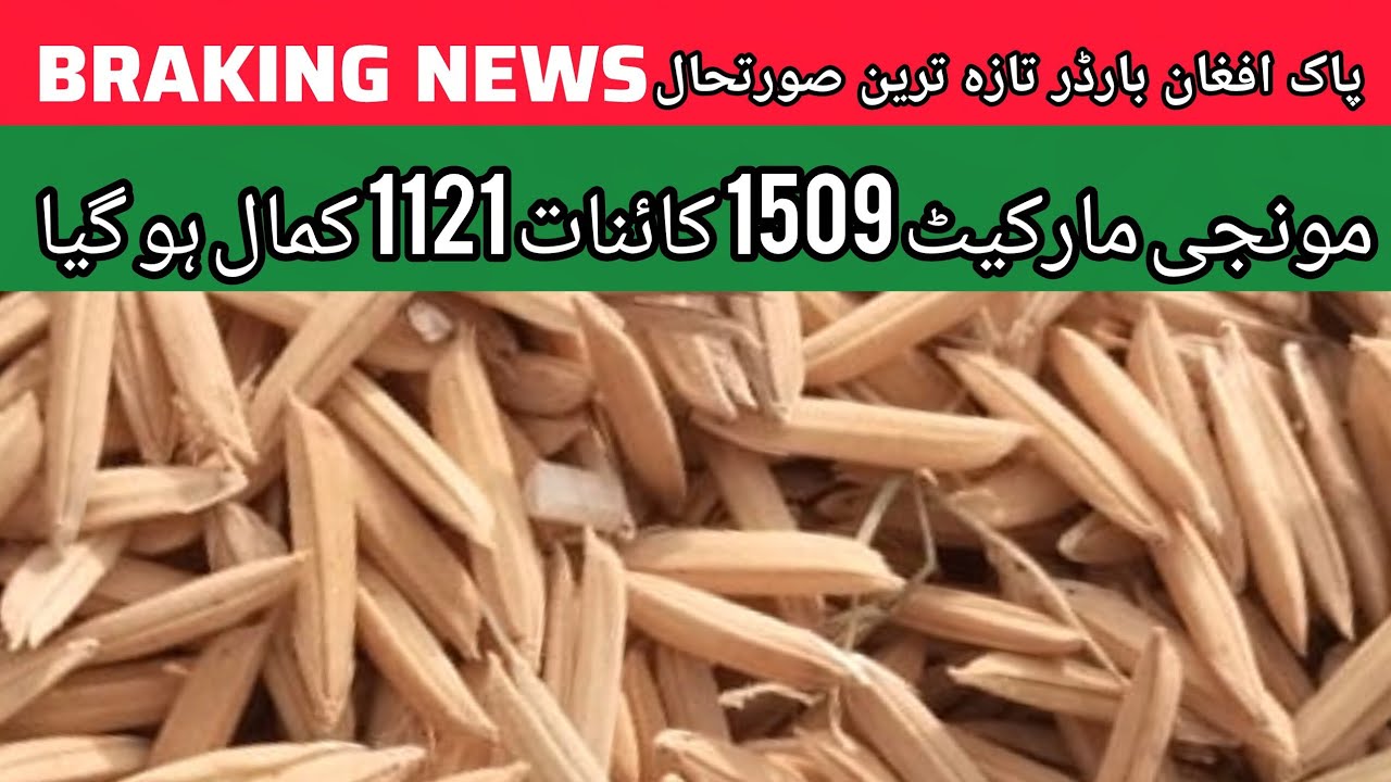 Dhan Price Today Punjab Mandi Pakistan // Dhan Rate Today 07.11.2025