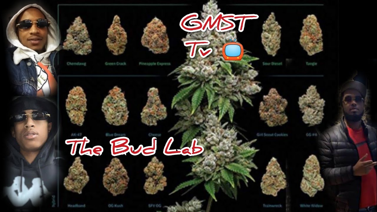 The Bud Lab - Reaction To Cannabis OG18, Sage N Sour