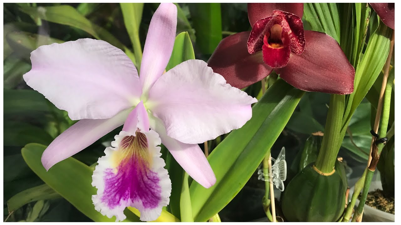 Cattleya labiata amesiana - обзор цветения