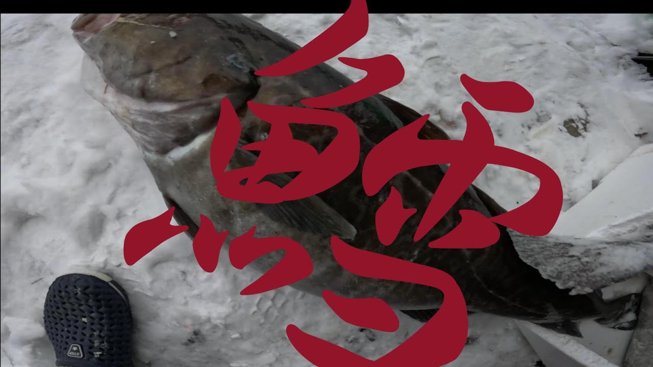 巨大真鱈をさばいた！　第98回
