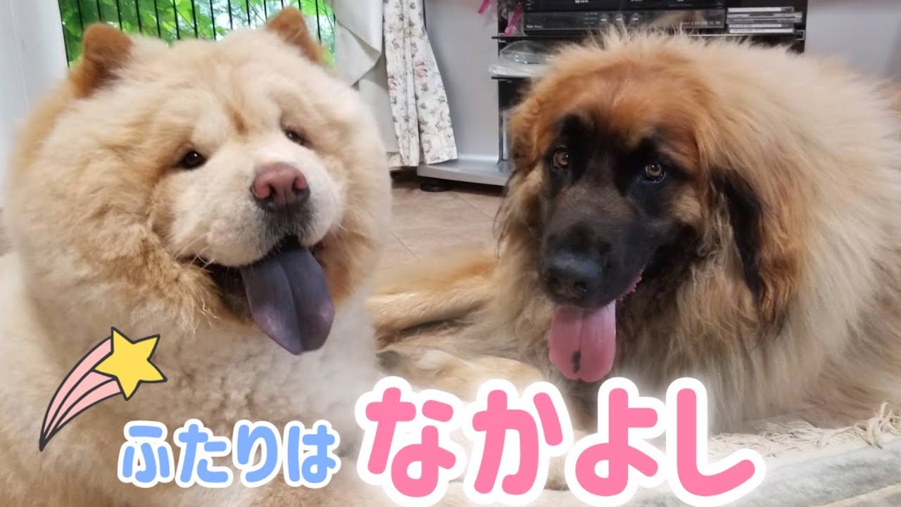 チャウチャウとレオンベルガーの友情に涙