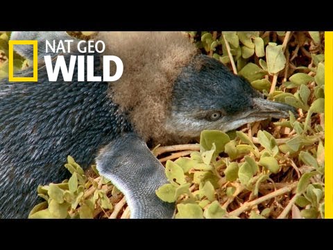 Penguin Chick Rescue | Penguin Island