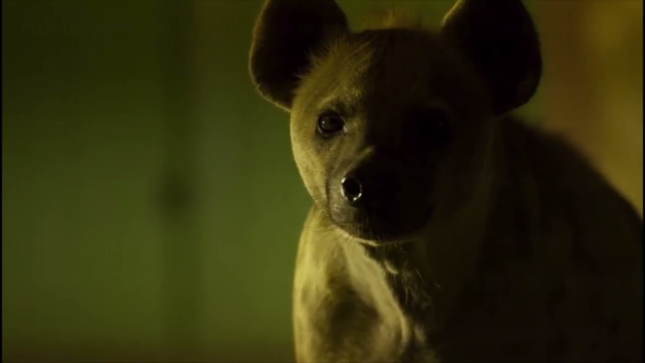Planet Earth 2 [2016] - Spotted Hyenas Screen Time