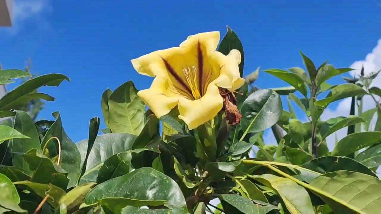 Турция теплая зима и все цветёт ❤️💐🌺🦋🌹🪷