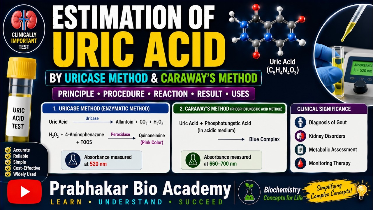 Estimation of Uric Acid By Uricase Method & Caraway&rsquo;s Method