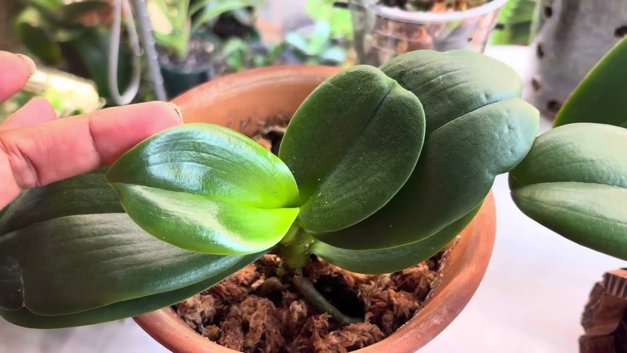 A qui te comparto que les pongo a mis orquídeas para que florezcan          https://amzn.to/3JSOHcZ