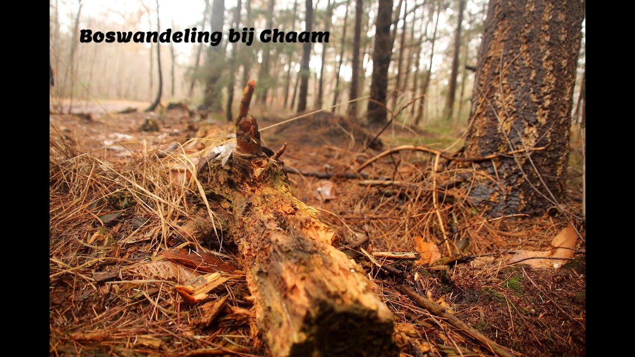 Een winterse boswandeling in de buurt van Chaam, Brabant, Netherlands