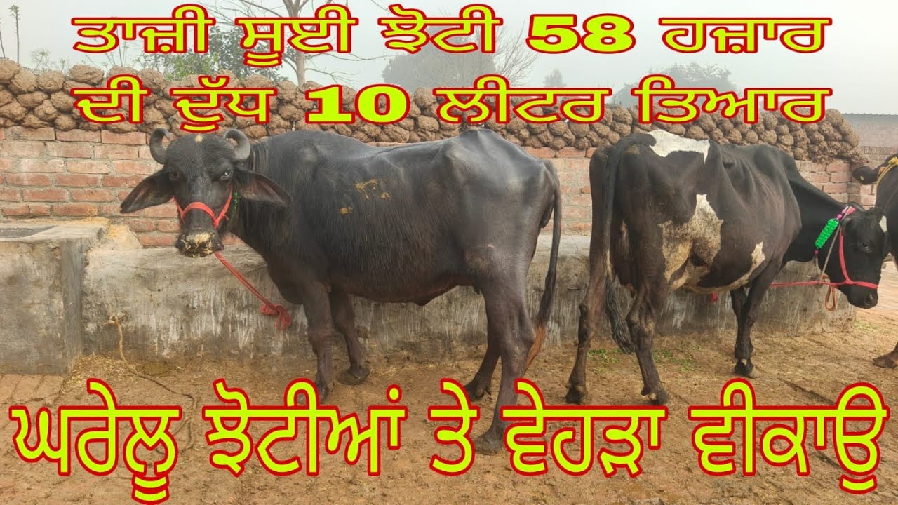ਫ਼ੋਨ 99143-8 9666ਘਰੇਲੂ ਝੋਟੀ ਤੇ ਵੈਹੜ੍ਹਾਂ ਵਿਕਾਊ ਬਿਲਕੁੱਲ ਮੁਫਤ ਲੁੱਟ ਲਓ ਮੇਲਾ #my chennal subscribe #
