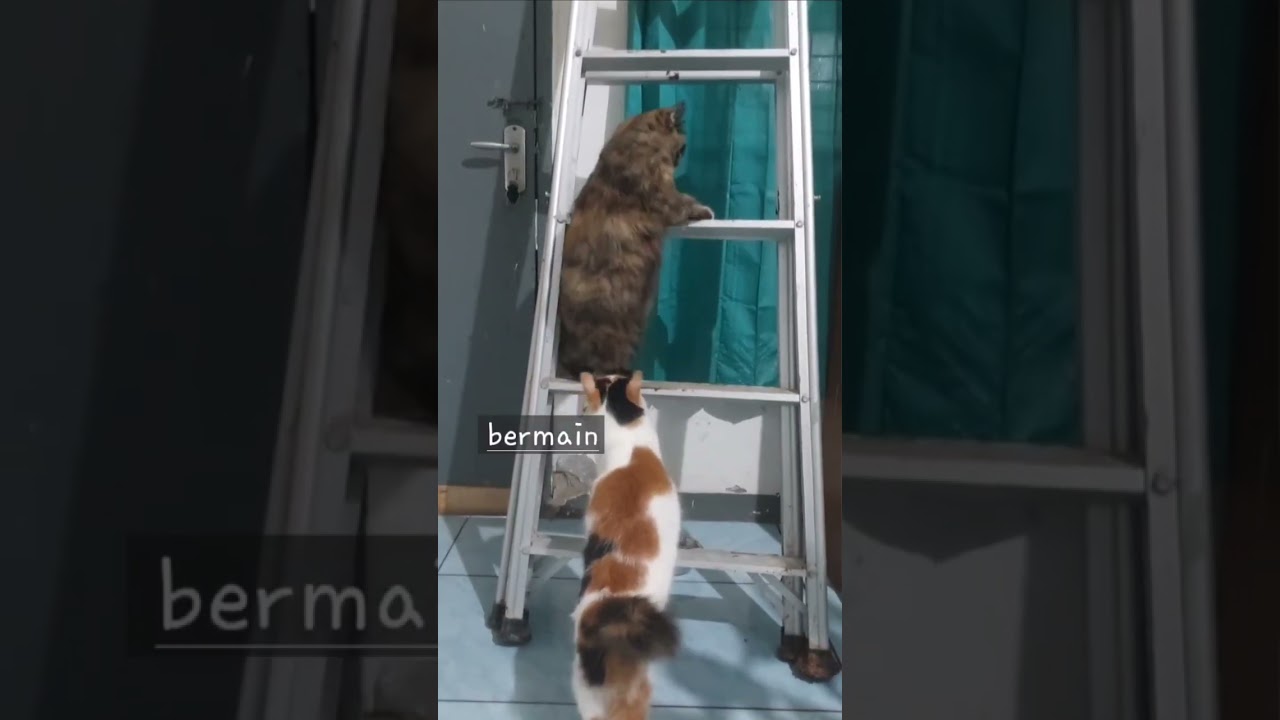 keseharian kucing rumahan (Jelly) |8
