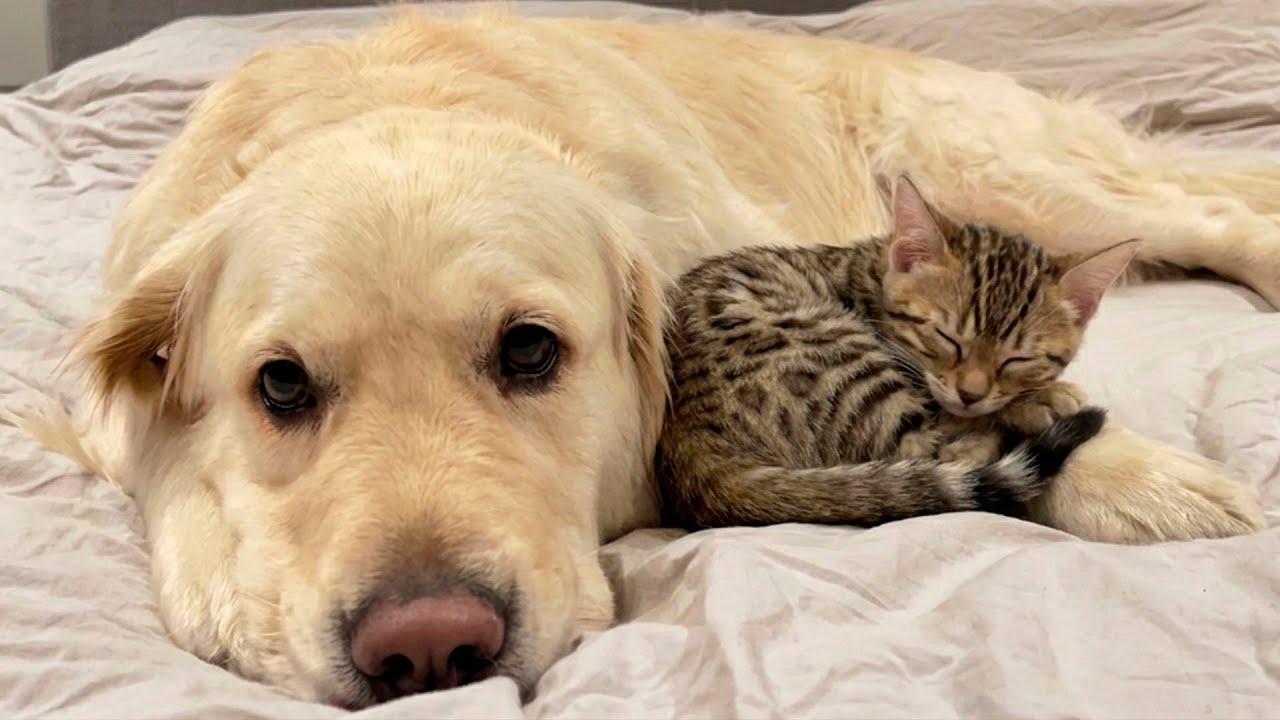 Golden Retriever vs Kitten Showdown — Who Wins in Cuteness?