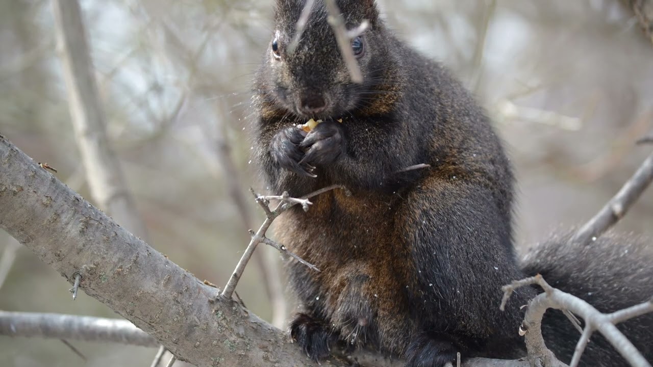 Squirrels3