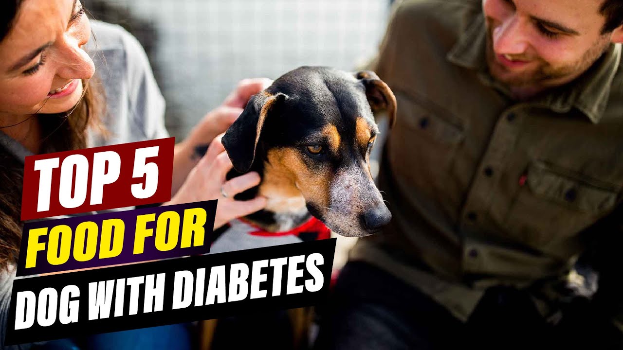 Best Food for Dogs with Diabetes 2026 | Vet-Approved Low-Glycemic Dog Foods