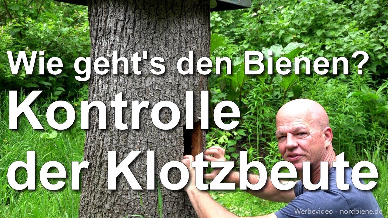 Mai: Wie geht's den Bienen? Kontrolle der Klotzbeute - Klotzbeuten hohler Eichenstamm - Zeidlerei