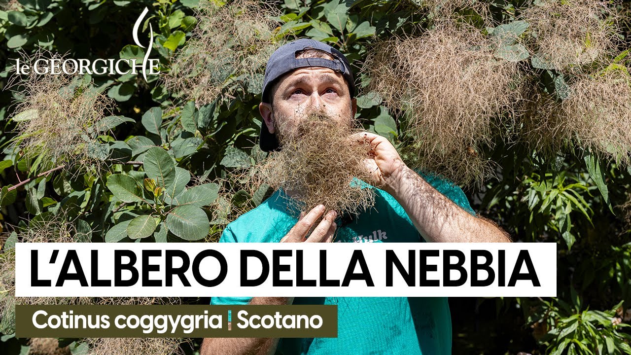 Lo Scotano (o Cotinus): l'albero della nebbia 🌫