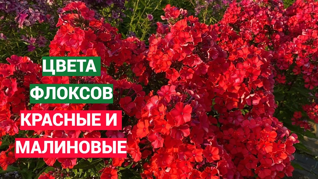 Красные и малиновые флоксы