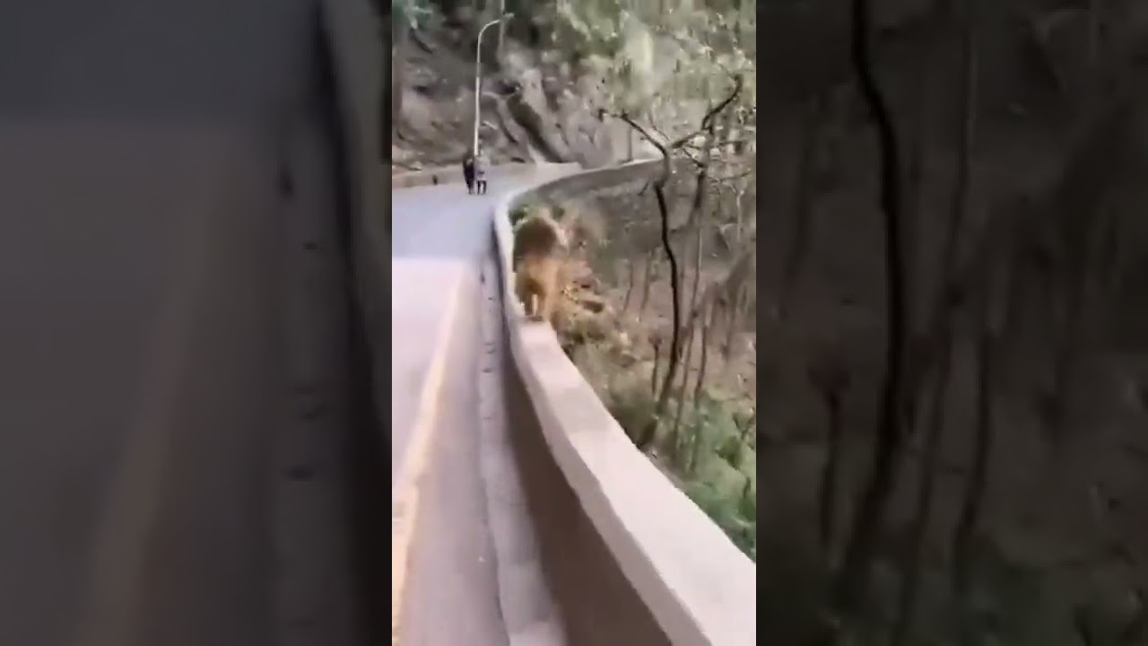 Monkey Running Fast On Track