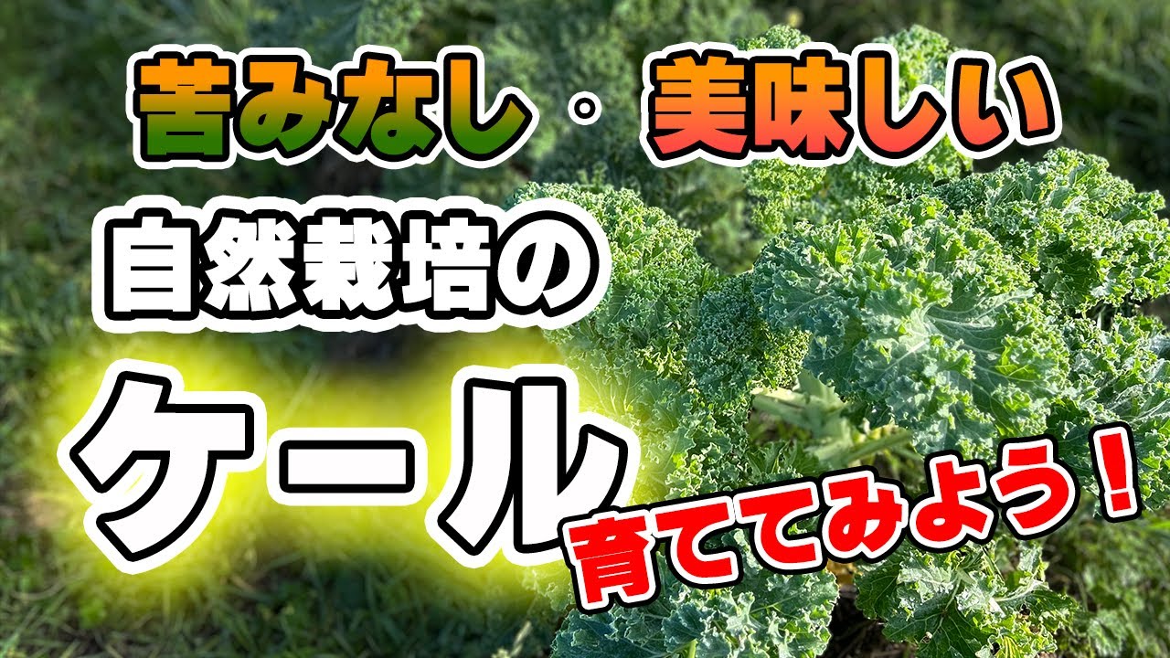【40】ケールの育て方を学ぼう！定植から種取りまで