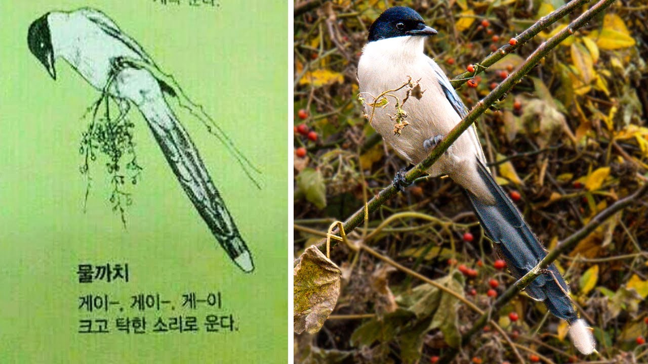 크고 탁한 소리로..물까치는 정말 이렇게 울까? 실제로 관찰해봄