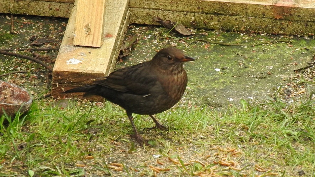 My Little Blackbird.  Feed the birds UK 02 03 26