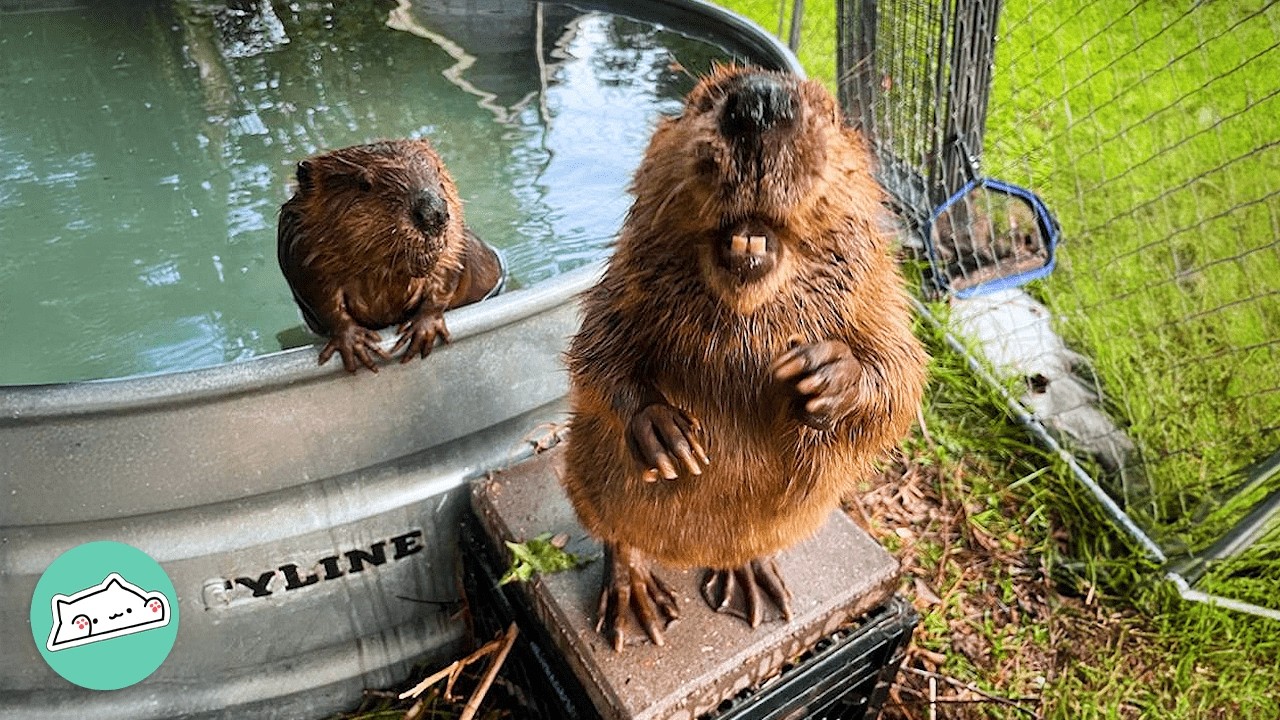 Baby Beavers Find Their Best Friend For Life | Cuddle Buddies