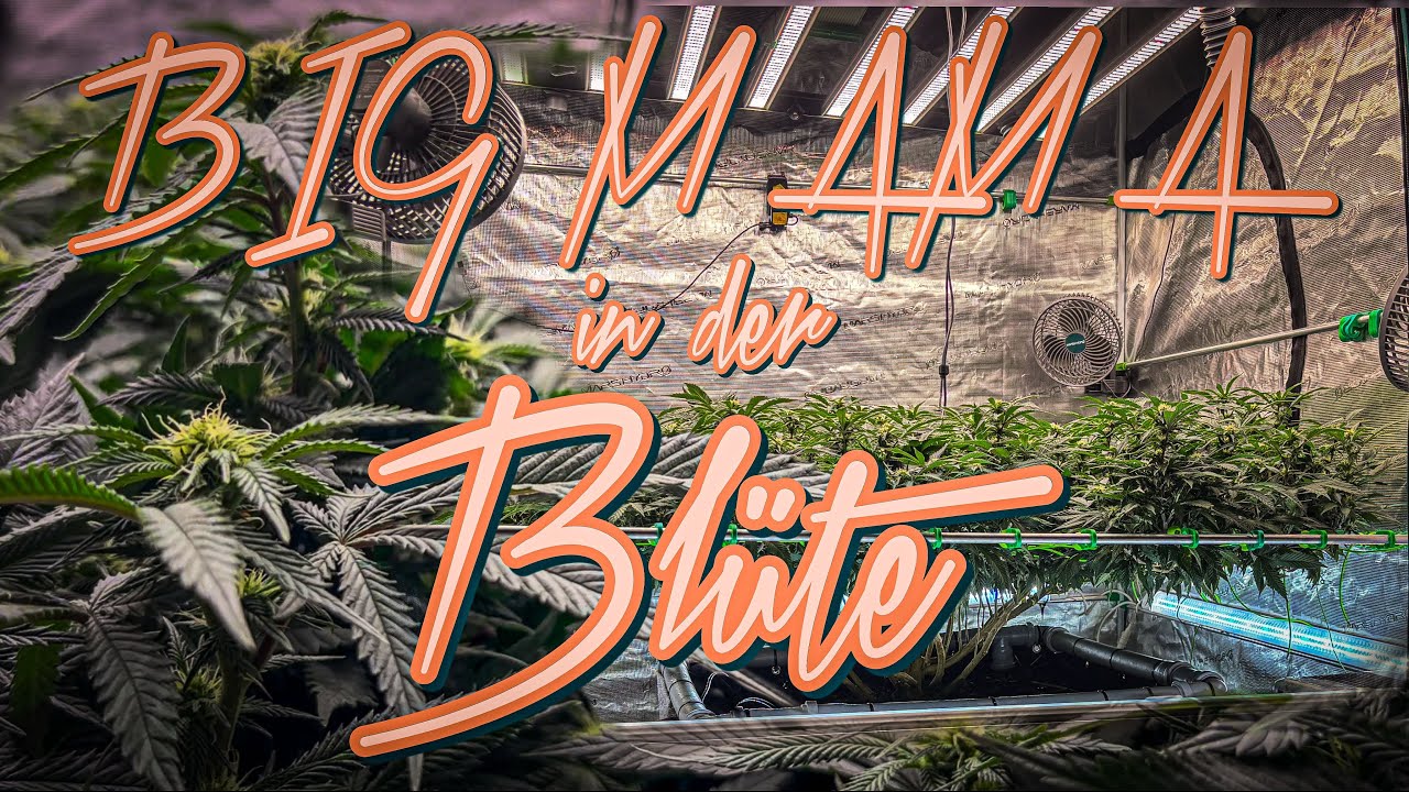 BIG MAMA IN DER BLÜTE // Wie fällt der Strech aus bei diesem Monster ❓ 😱 Supported by Mars Hydro