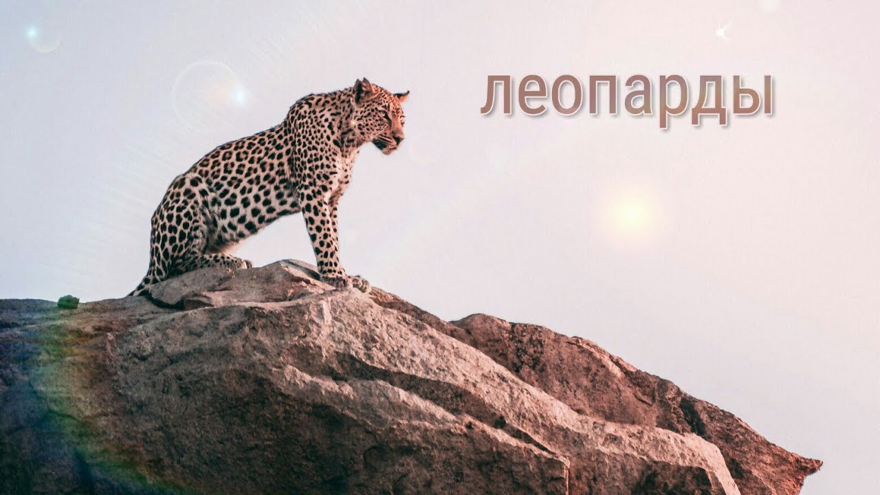 Леопарды. Песня ( будильник ) ⏰