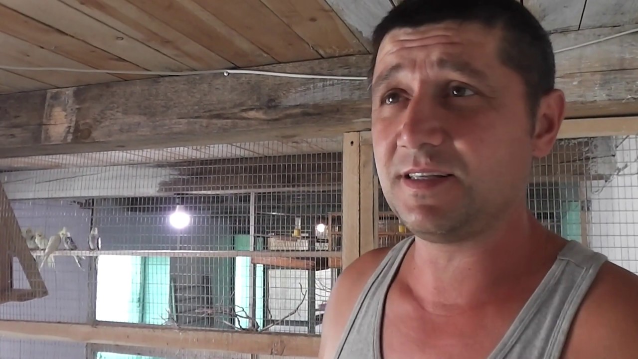 Как приучить попугаев есть каши.